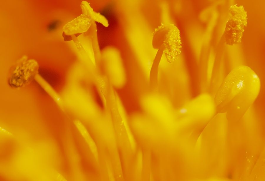 Blüte