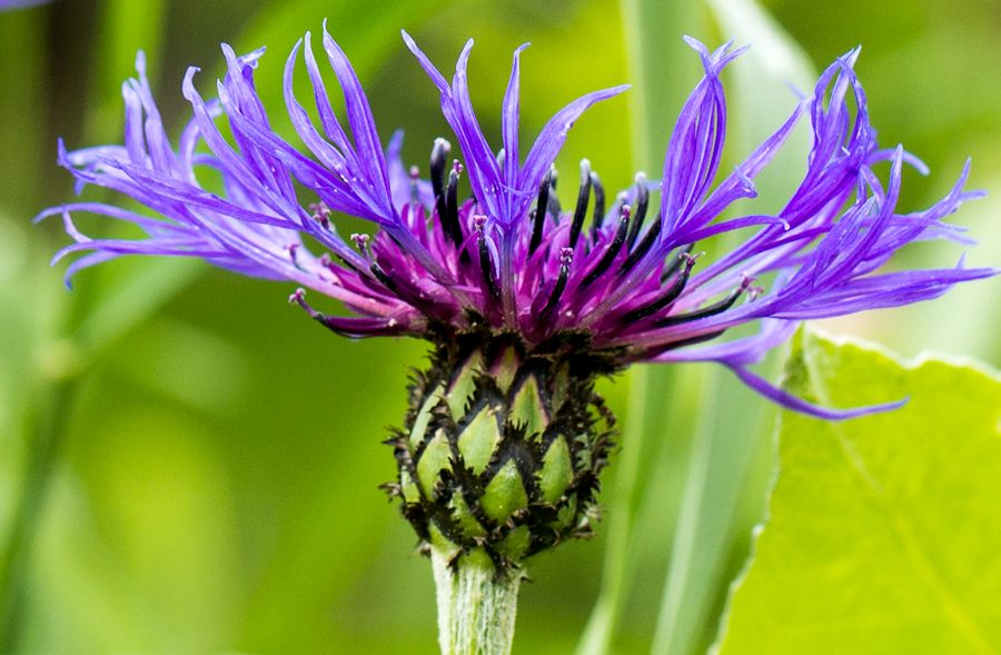 Blüte