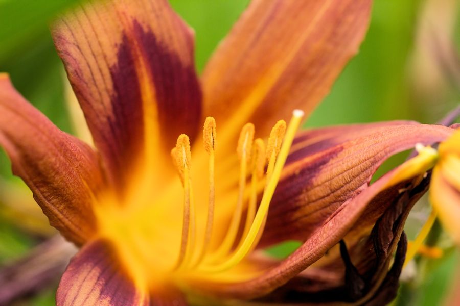 Blüte