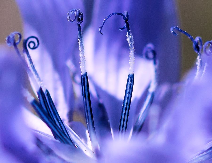 Blüte