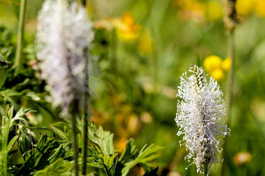 Blüte