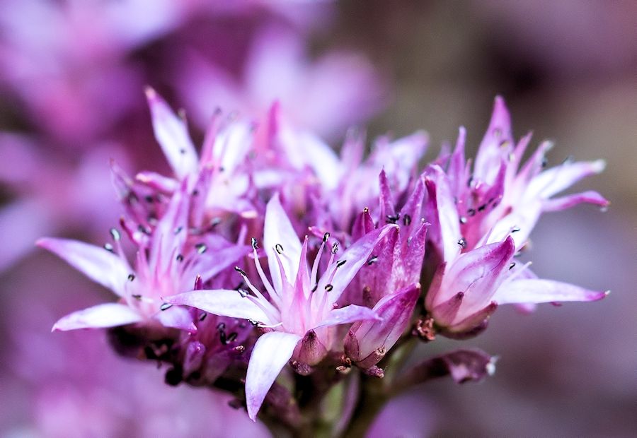 Blüte
