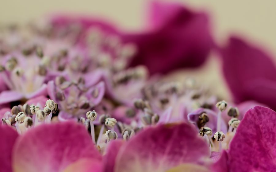 Blüte