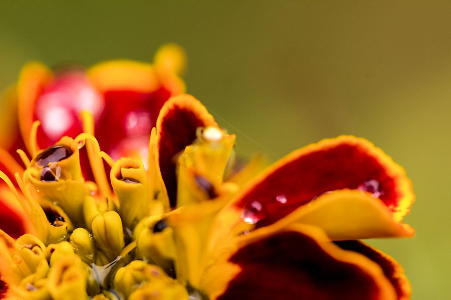 Blüte