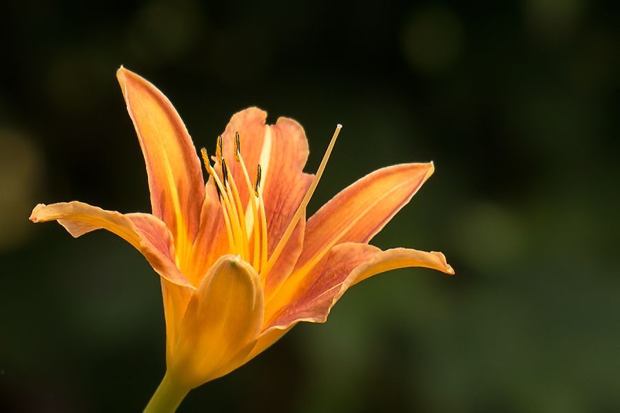 Blüte
