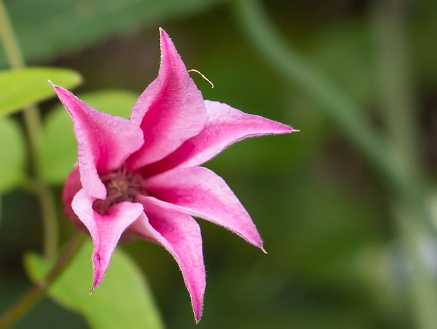 Blüte