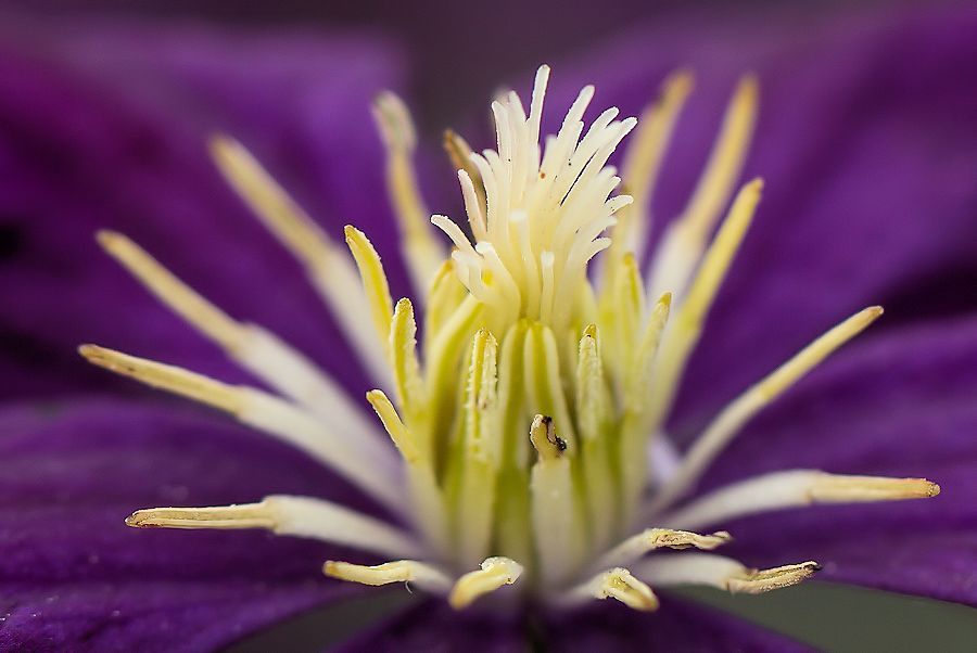Blüte