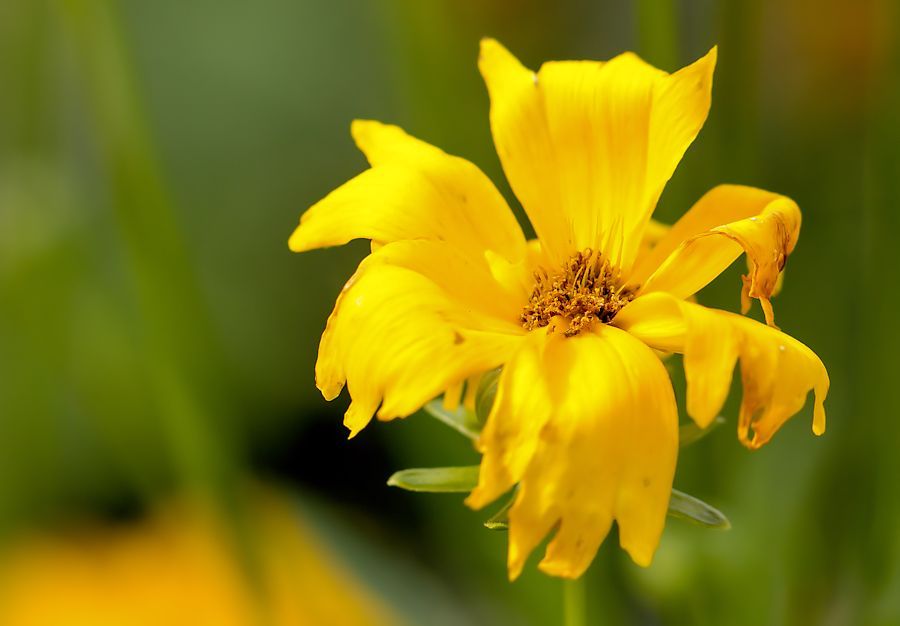 Blüte