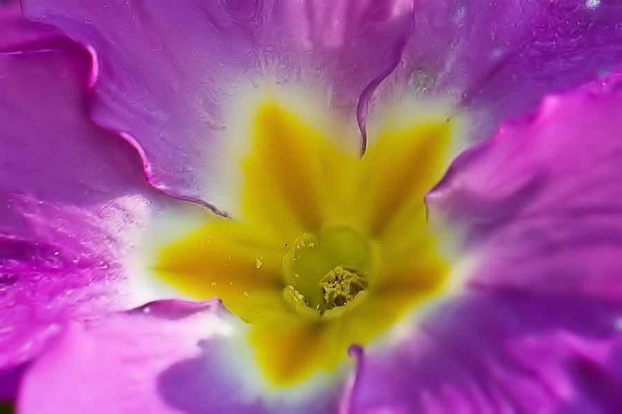 Blüte