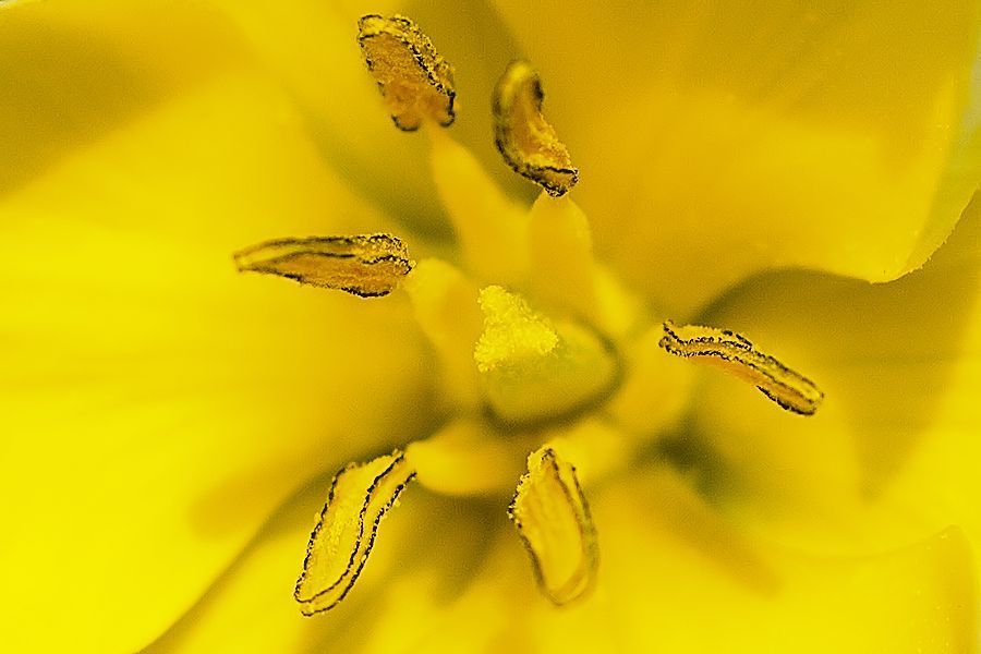 Blüte