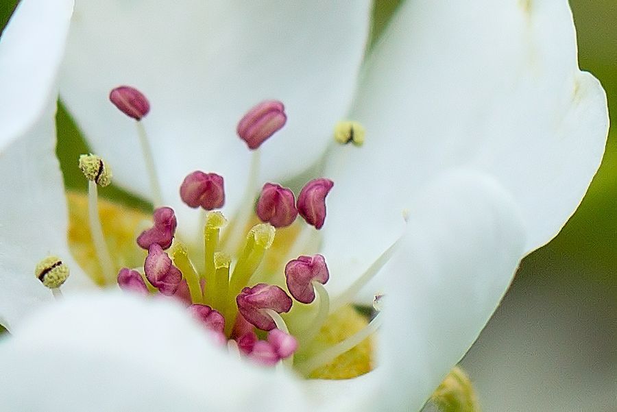 Blüte
