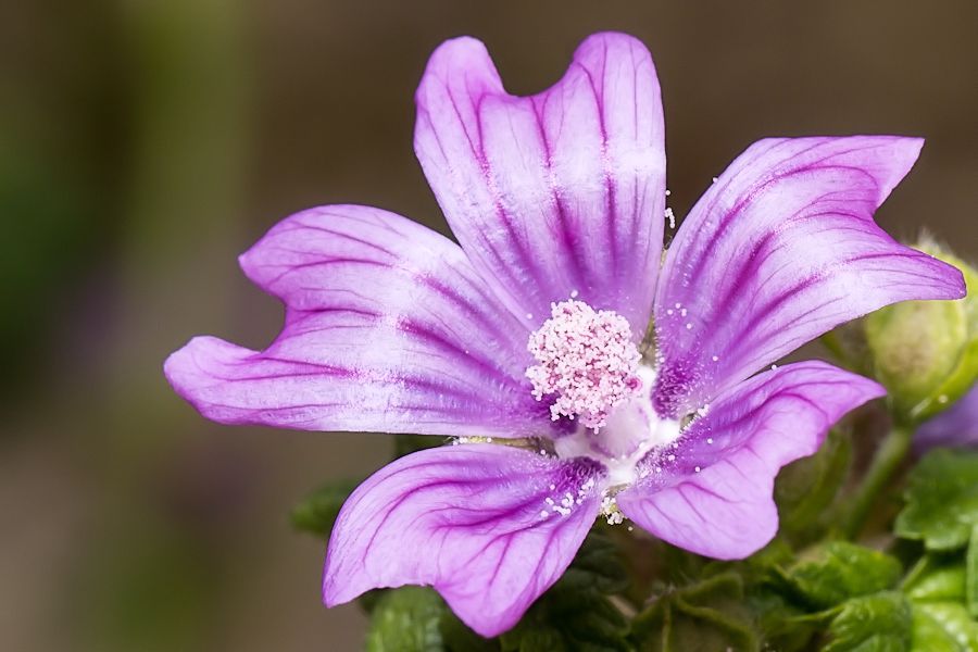 Blüte