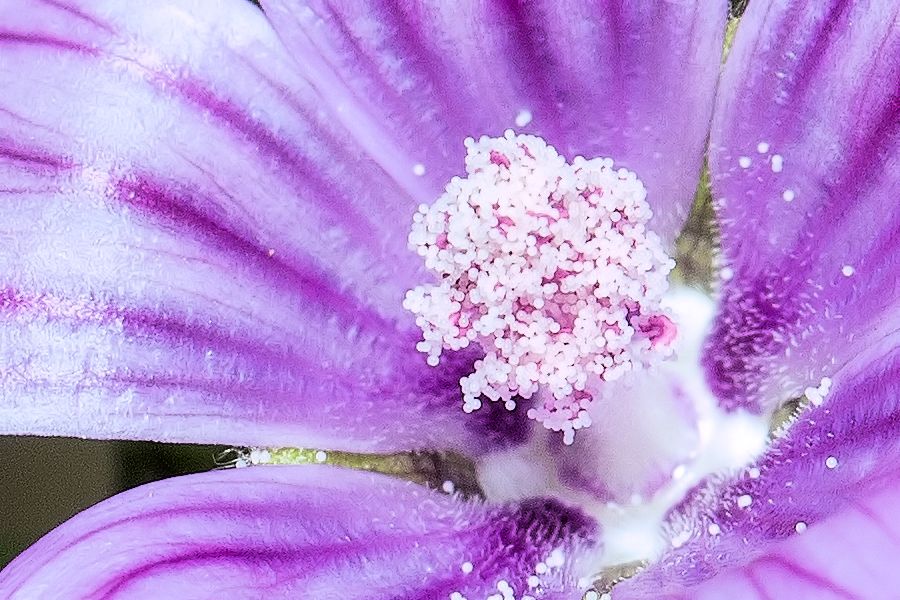 Blüte