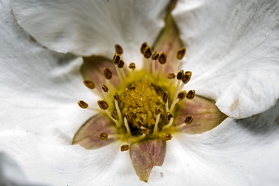 Blüte