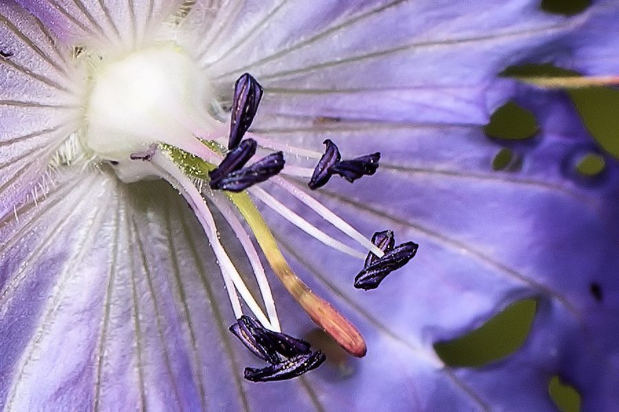 Blüte