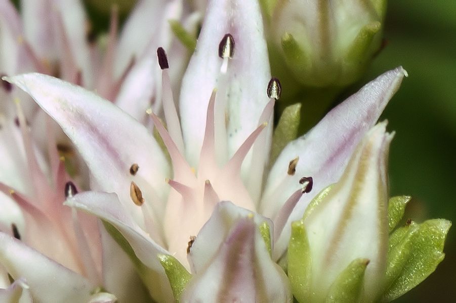 Blüte