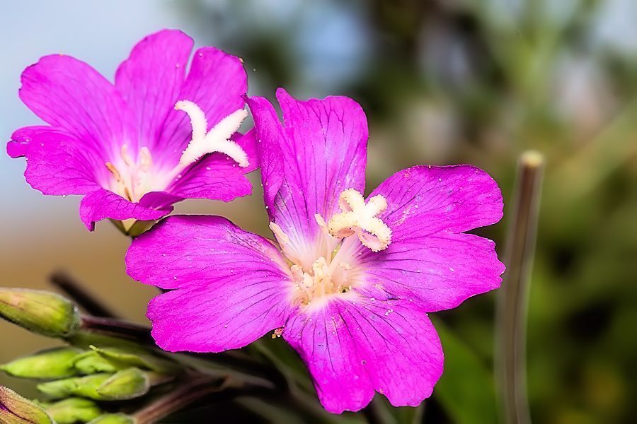Blüte