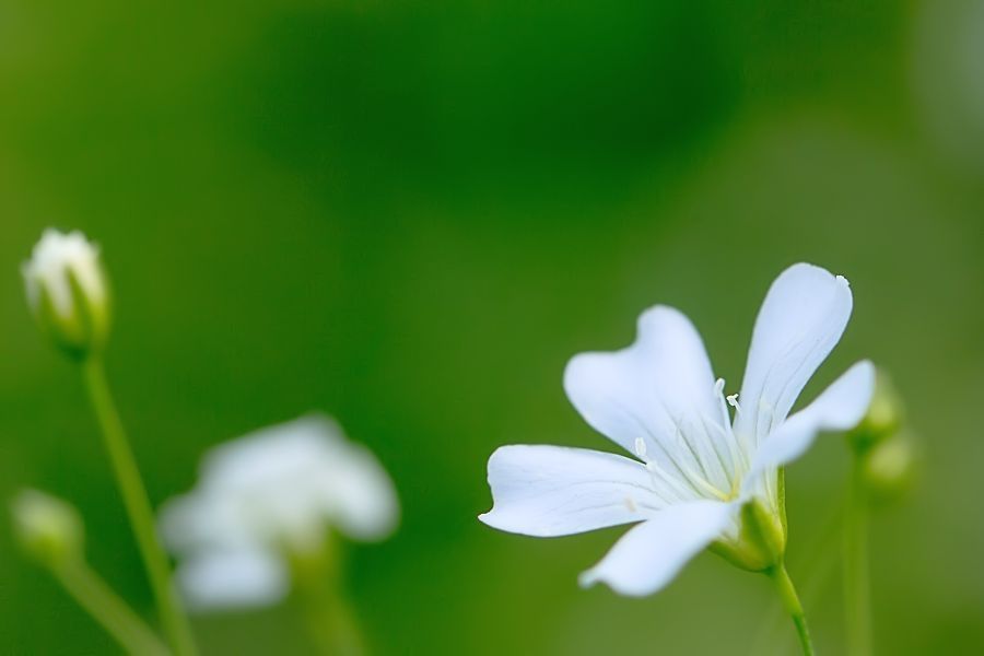 Blüte