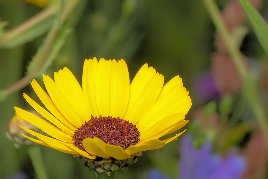 Blüte