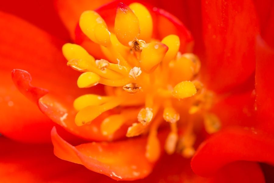 Blüte