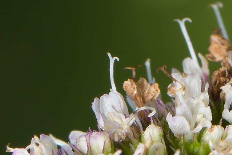 Blüte