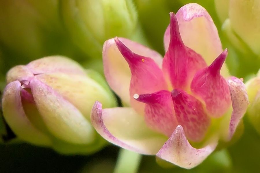 Blüte