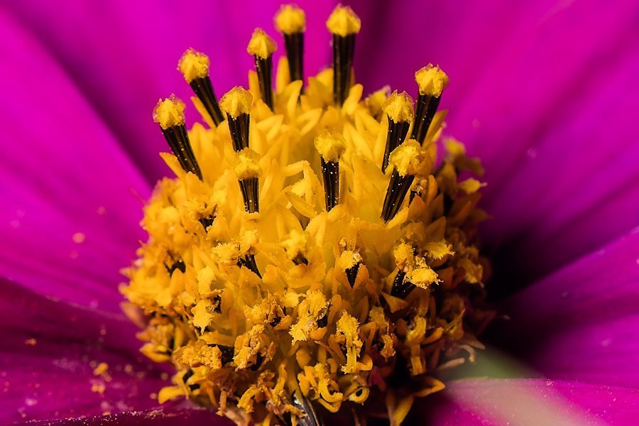 Blüte