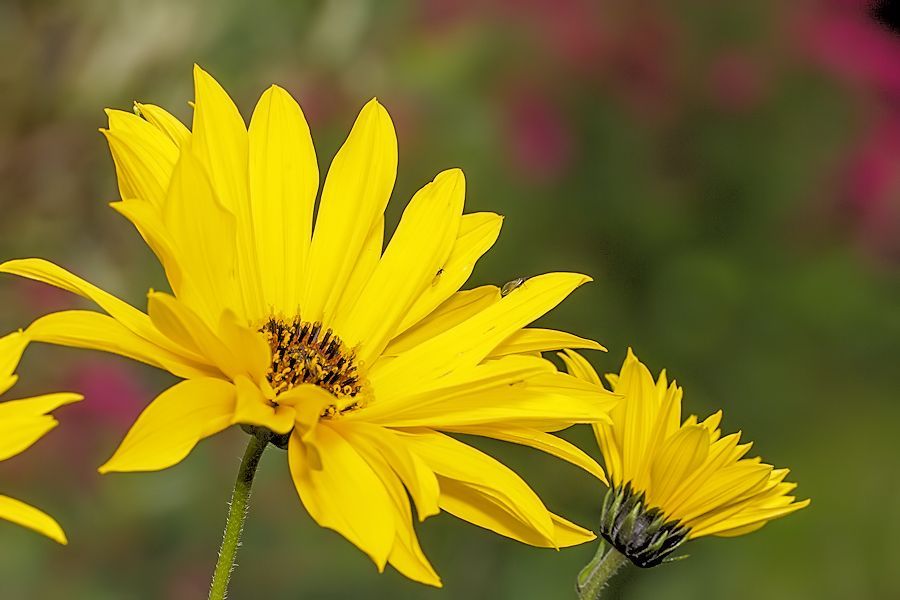 Blüte