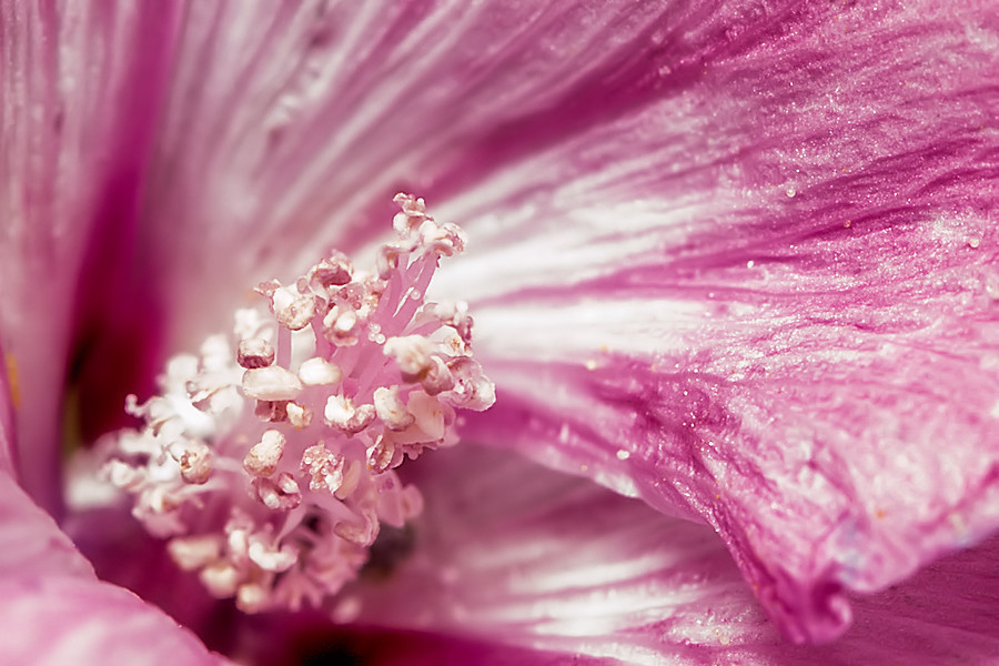Blüte