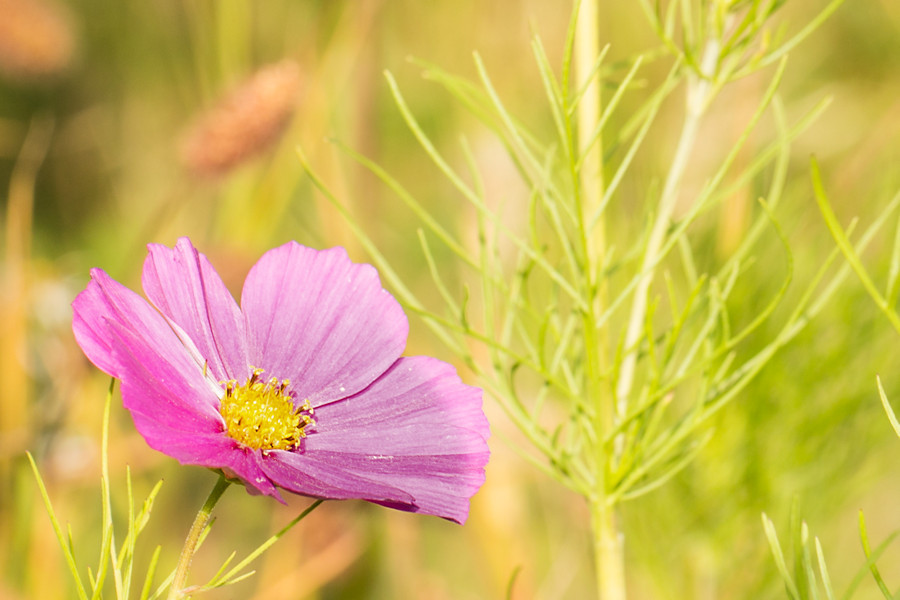 Blüte