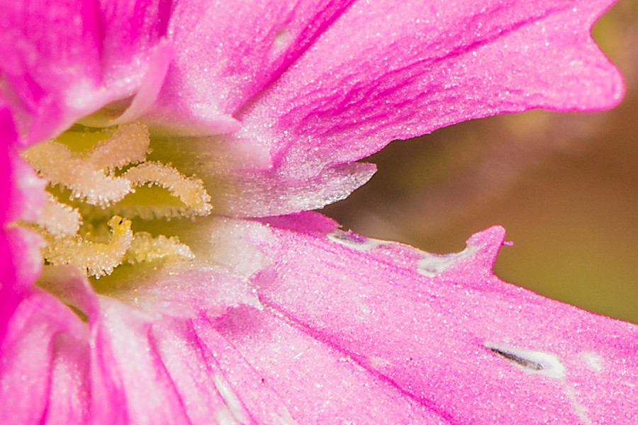 Blüte