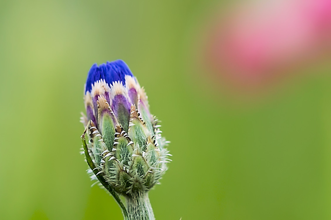 Blüte