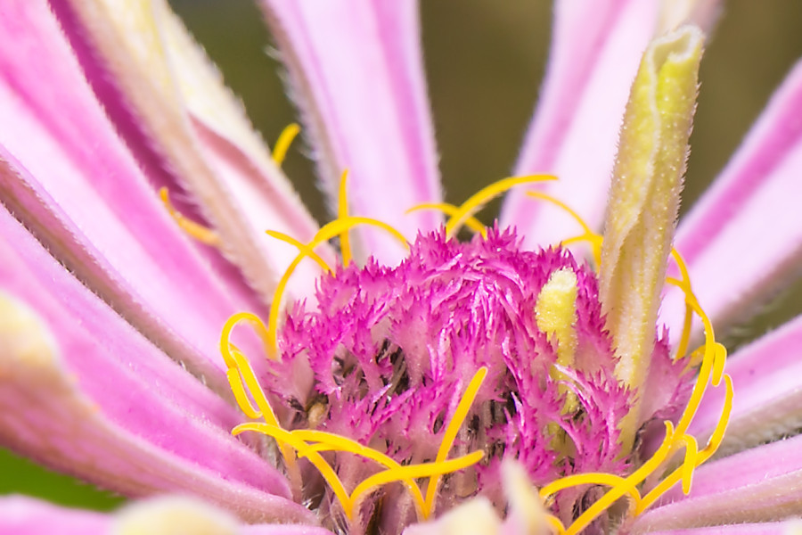 Blüte