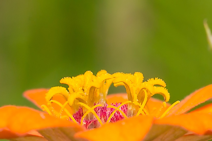 Blüte