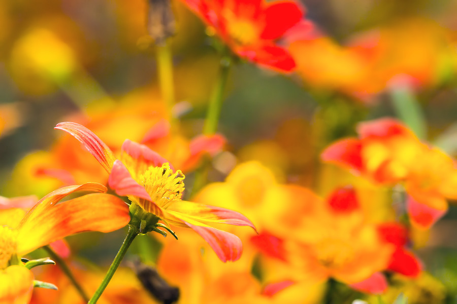 Blüte