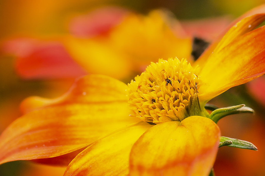 Blüte