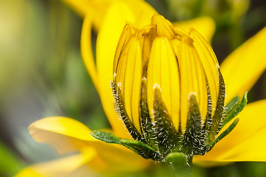 Blüte