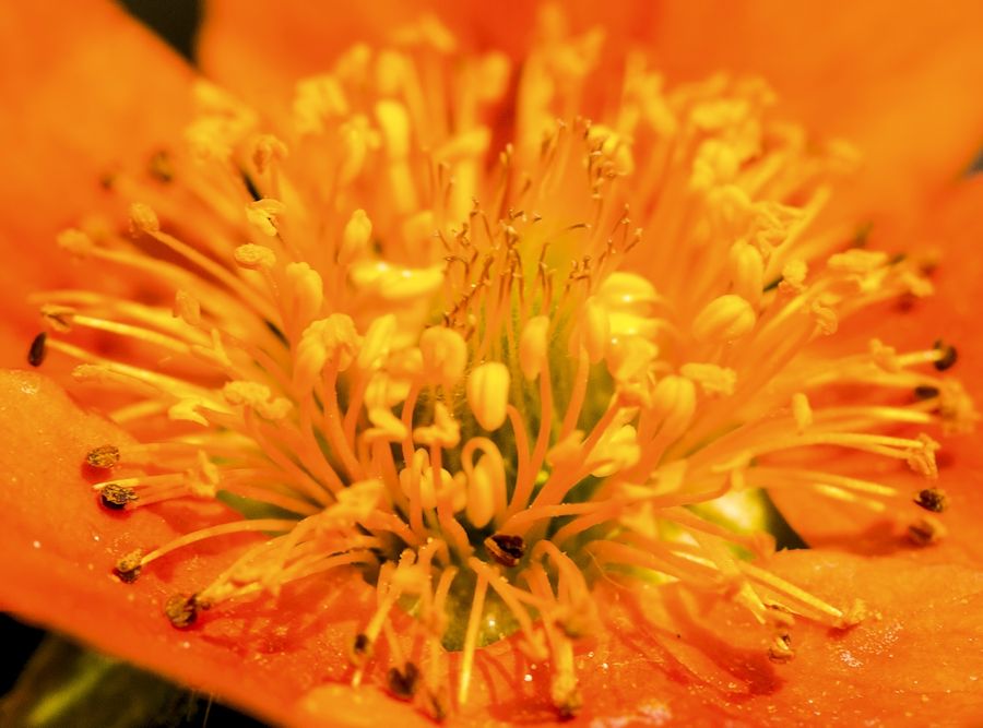 Blüte