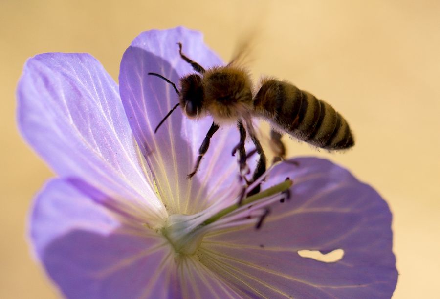 Blüte mit Biene