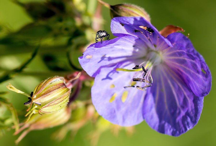 Blüte mit Käfer