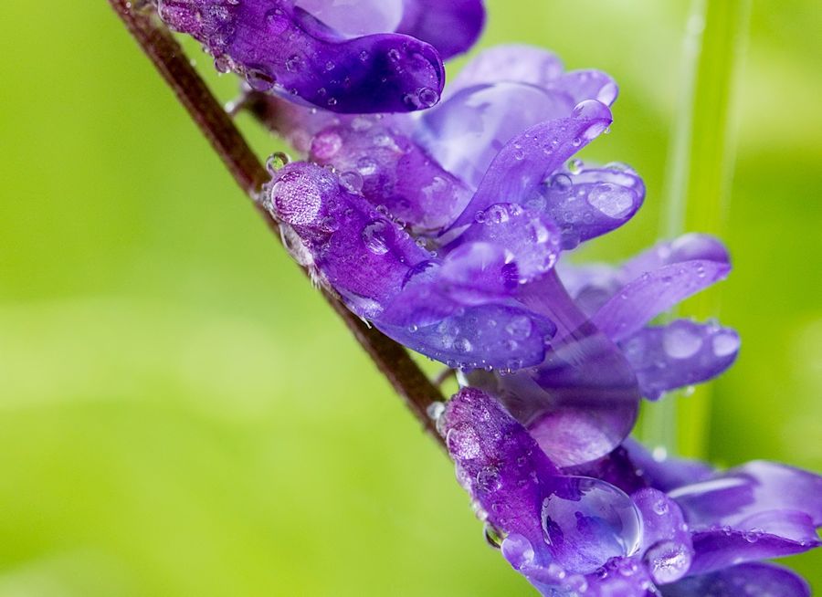 Blüte mit Regentropfen