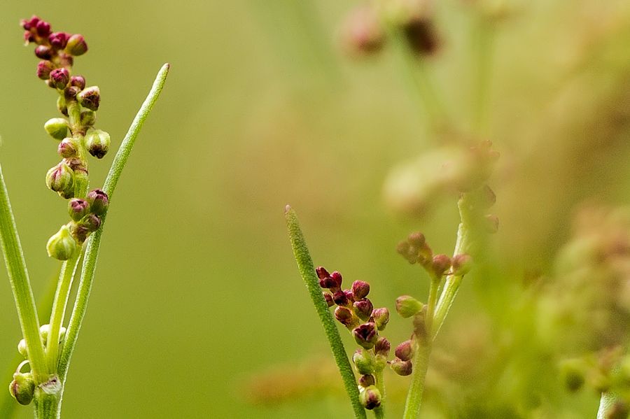 Blüten