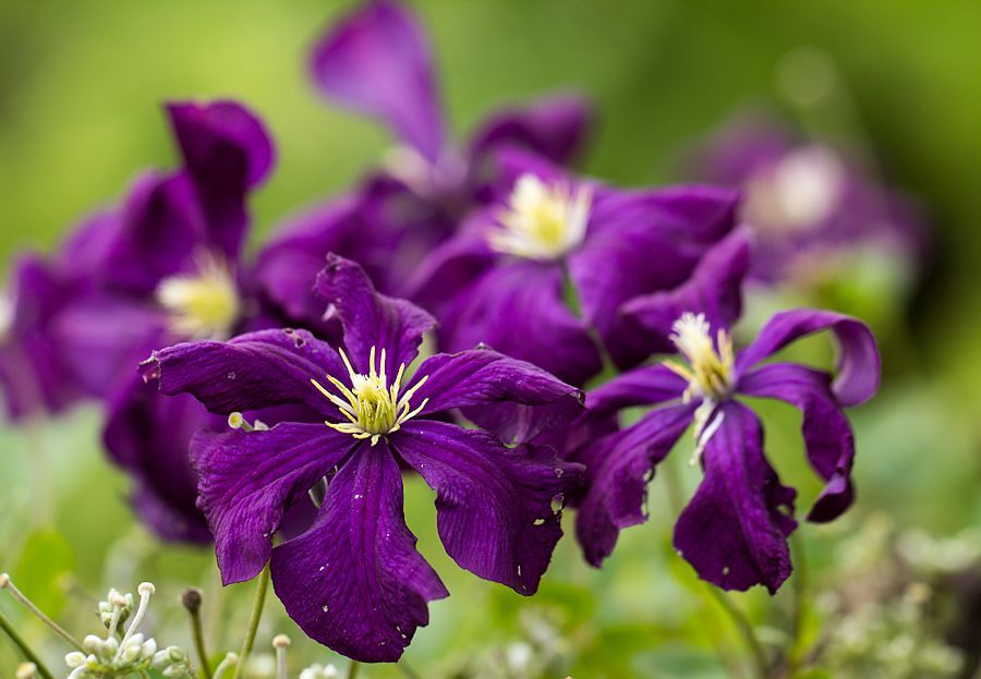 Blüten