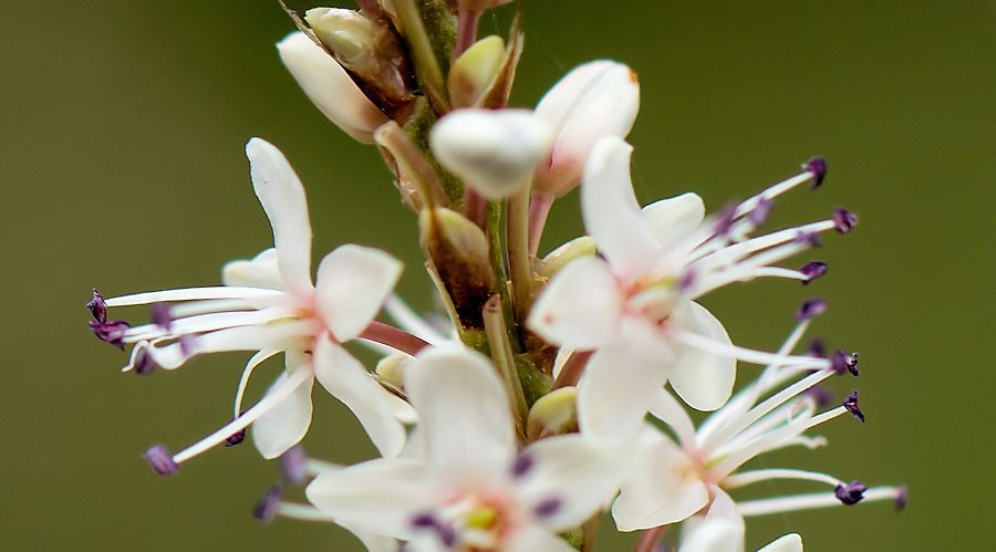Blüten