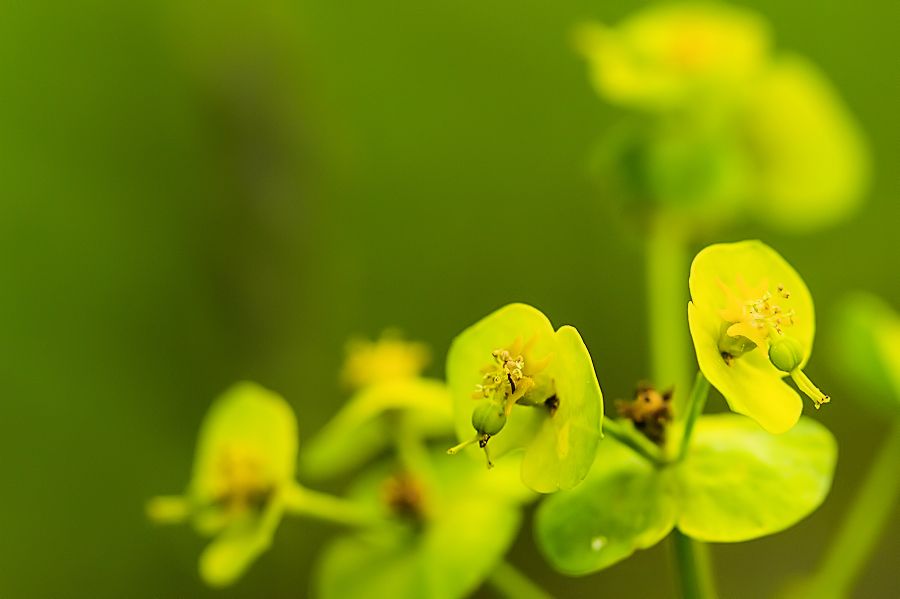 Blüten