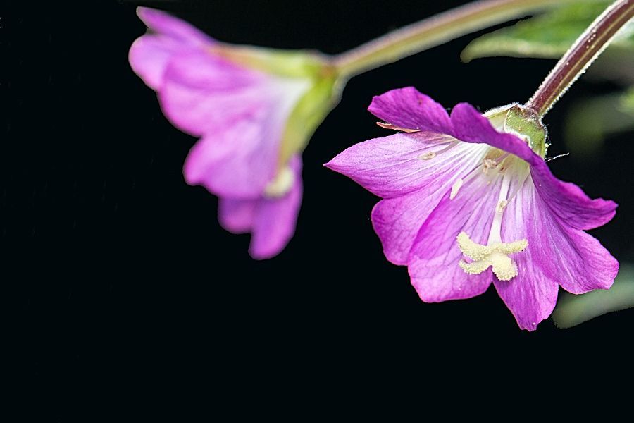 Blüten