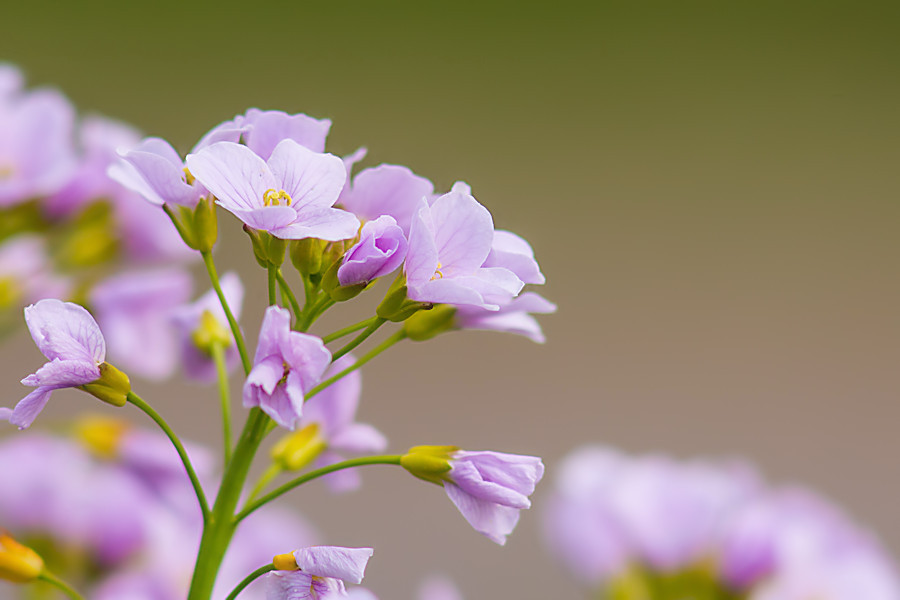 Blüten