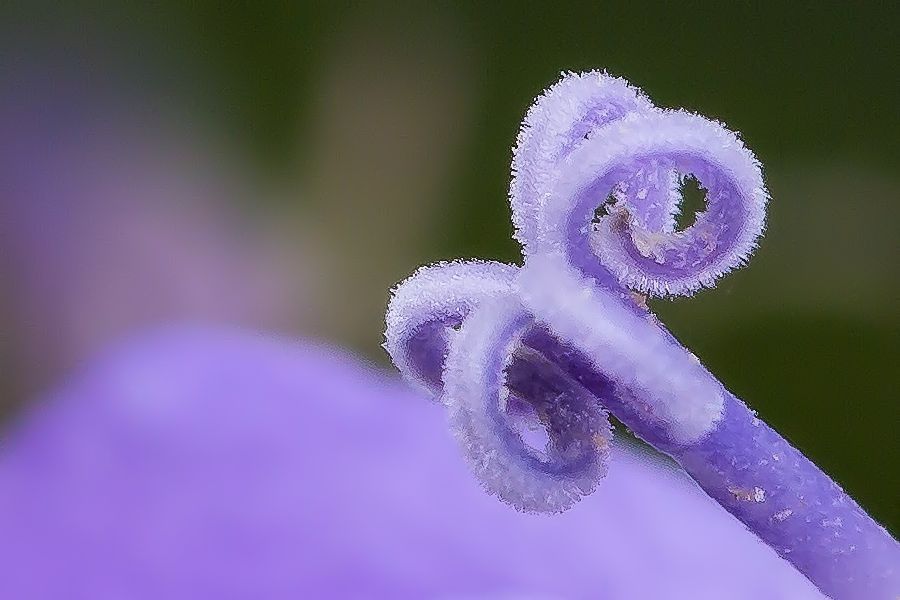 Blütendetails