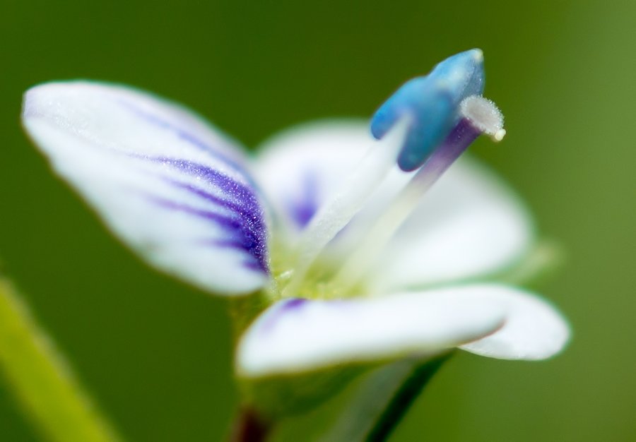 Blütendurchmesser ca 5mm