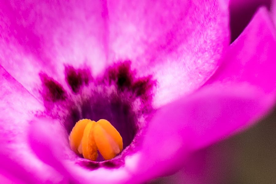 Blume